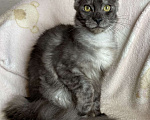 Кошки в Дмитрове: Черная дымчатая девочка мейн кун Nika Девочка, 15 000 руб. - фото 2