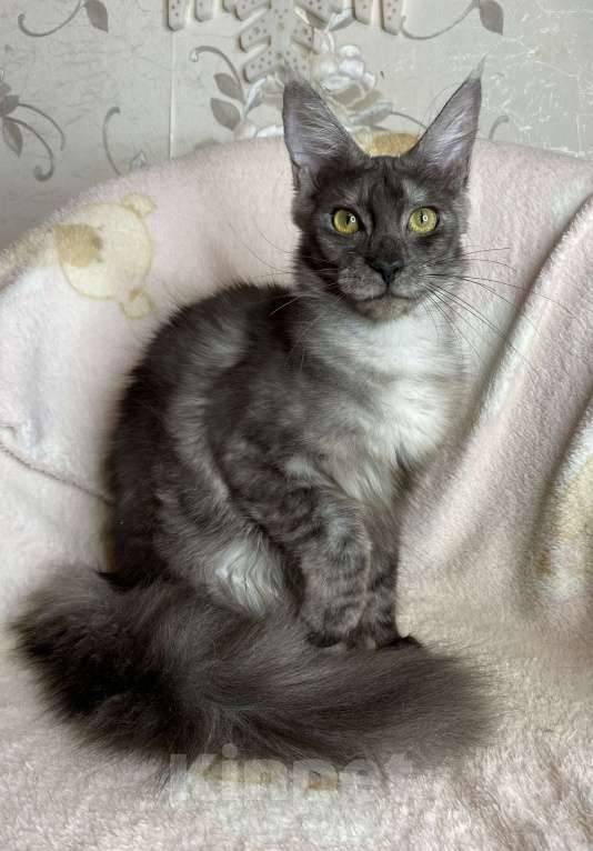 Кошки в Дмитрове: Черная дымчатая девочка мейн кун Nika Девочка, 15 000 руб. - фото 2