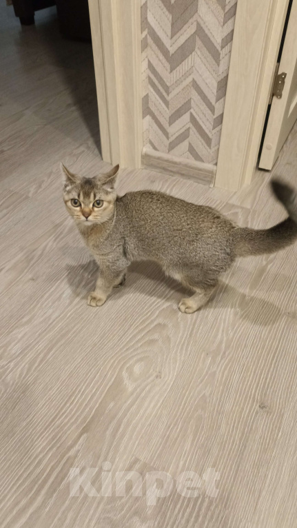 Кошки в других городах Башкортостана: Отдам в хорошие руки  Мальчик, Бесплатно - фото 2