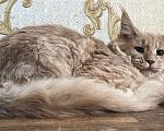 Кошки в Дмитрове: Мальчик мейн-кун Мальчик, 20 000 руб. - фото 5