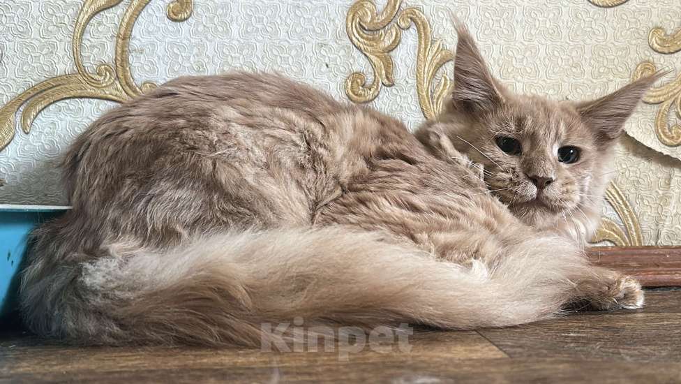 Кошки в Дмитрове: Мальчик мейн-кун Мальчик, 20 000 руб. - фото 5