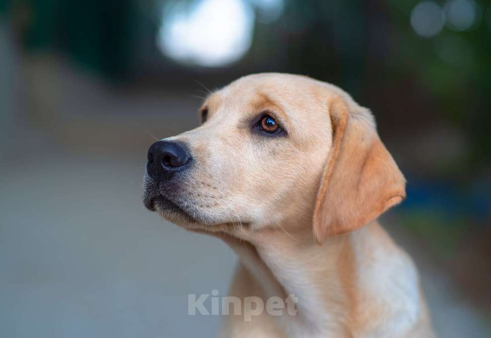 Собаки в Судаке: Палевый щенок лабрадора Девочка, 50 000 руб. - фото 1