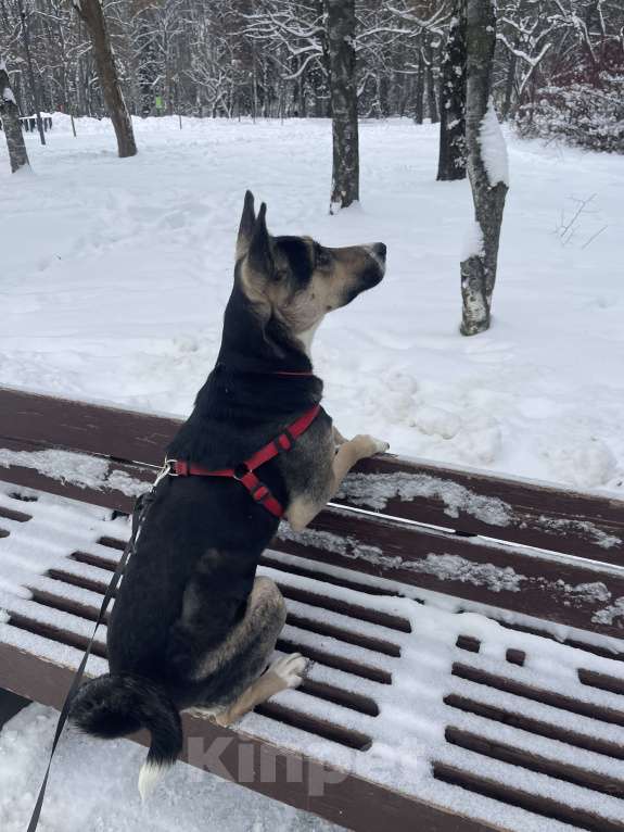 Собаки в других городах Тульской области: Белла 1,5 года - красотка ищет дом!  Девочка, Бесплатно - фото 4