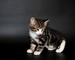 Кошки в Чебоксарах: Курильский бобтейл, котик Мальчик, Бесплатно - фото 7