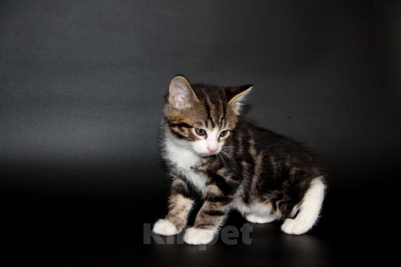 Кошки в Чебоксарах: Курильский бобтейл, котик Мальчик, Бесплатно - фото 7
