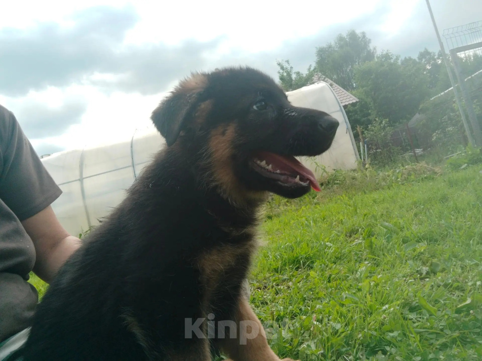 Собаки в других городах Тверской области: Щенок немецкой овчарки Мальчик, 35 000 руб. - фото 2
