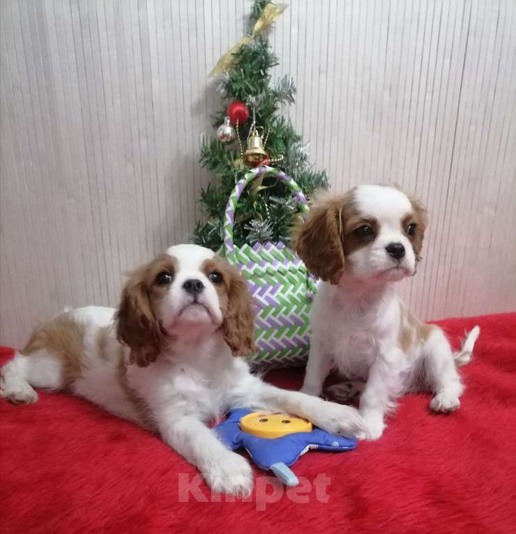 Собаки в Москве: Кавалер Кинг Чарльз спаниель. Щенки  Девочка, 100 000 руб. - фото 2