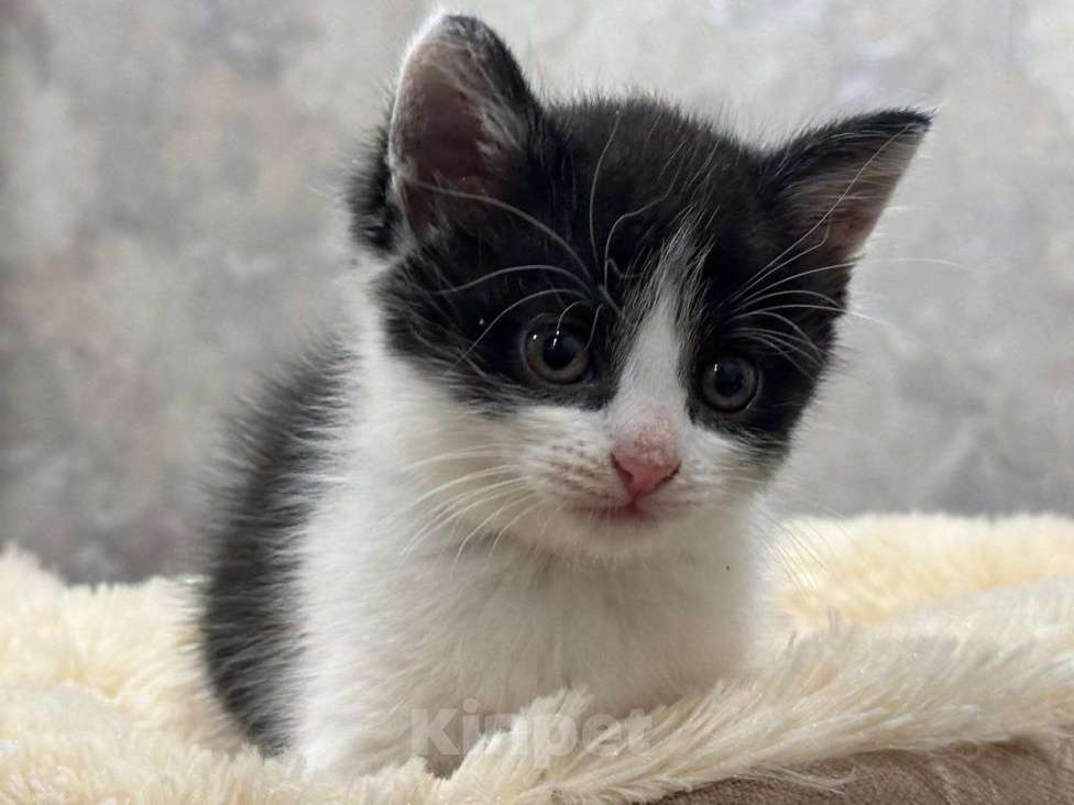 Кошки в Москве: Малютка Шанечка. Котенок в добрые руки. Девочка, Бесплатно - фото 9