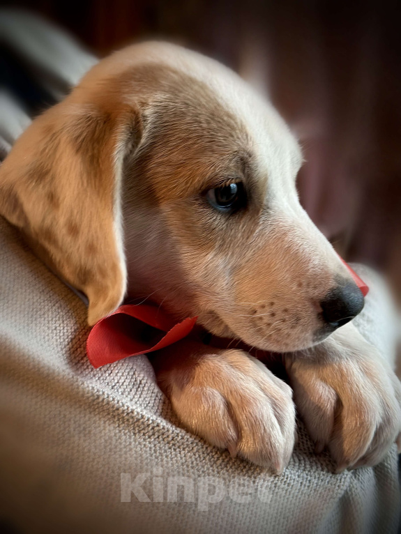 Собаки в Раменском: Бусинка ищет любящую семью Девочка, 1 руб. - фото 6