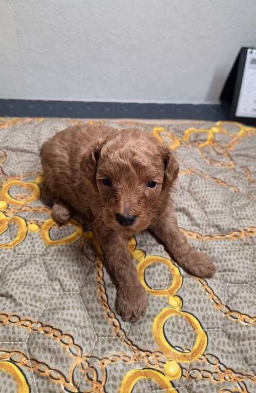 Собаки в Москве: Продаю щенка  Девочка, 40 000 руб. - фото 2