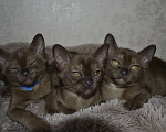 Кошки в Ковровом: Котята европейской бурмы Разнополые, Бесплатно - фото 7