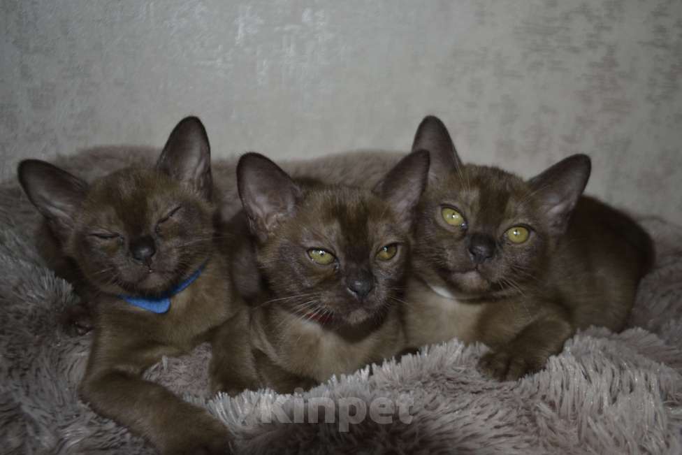 Кошки в Ковровом: Котята европейской бурмы Разнополые, Бесплатно - фото 7