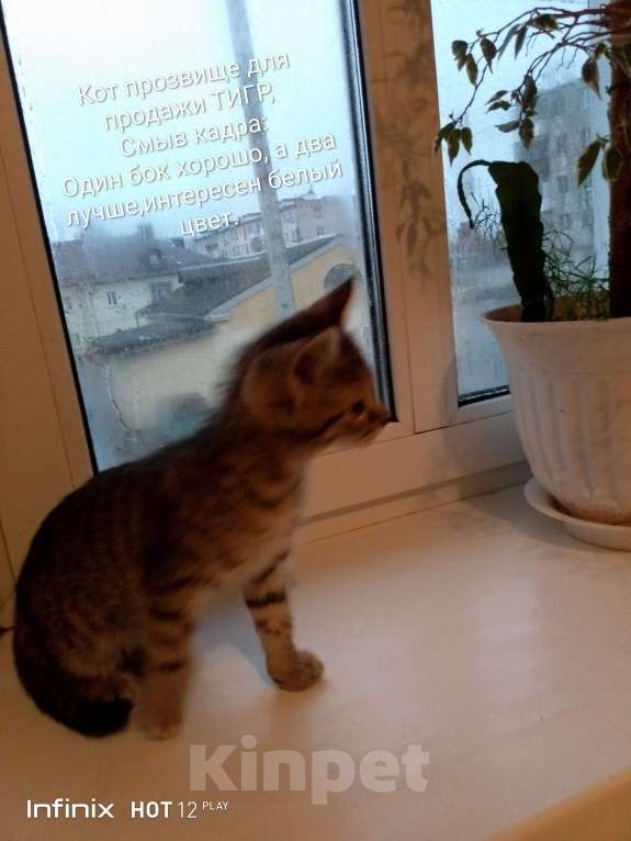 Кошки в Орле: Подари свое выражение статуса✓ Мальчик, 1 682 руб. - фото 5