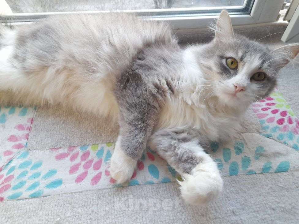 Кошки в Люберцах: Обаятельный котик Нафаня ищет семью! Мальчик, Бесплатно - фото 3