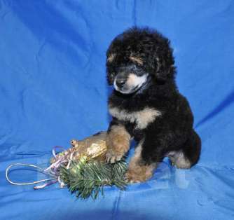 Собаки в Москве: той пудель фантом от Чемпионов Мальчик, 150 000 руб. - фото 5