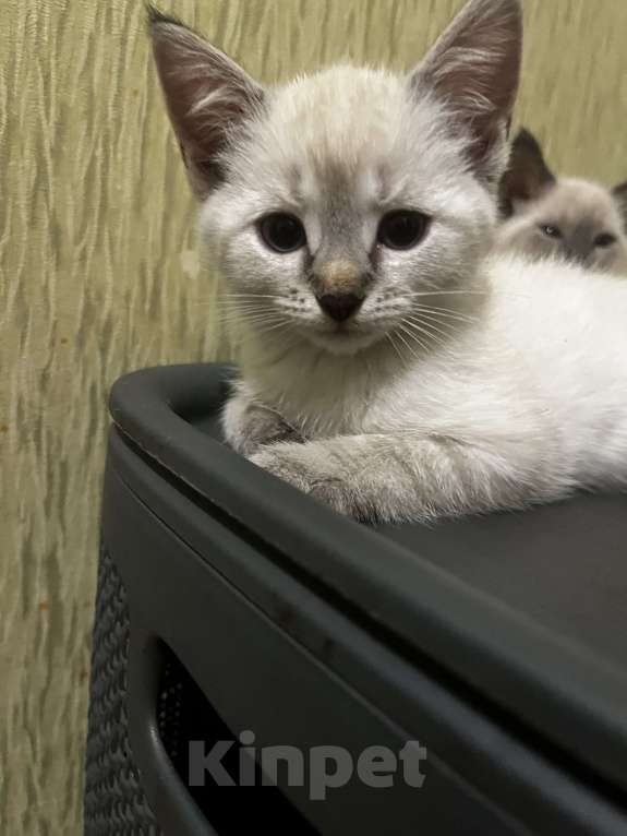 Кошки в других городах Воронежской области: Котята Девочка, Бесплатно - фото 7