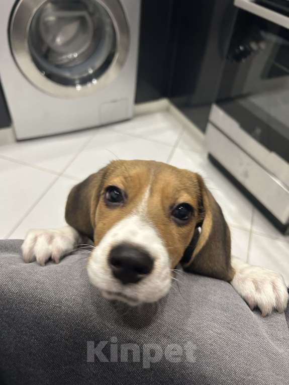 Собаки в Москве: Бигль девочка  Девочка, 10 000 руб. - фото 9