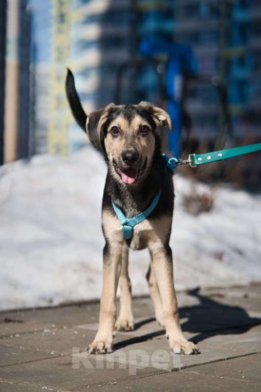 Собаки в Москве: Альмондо Мальчик, Бесплатно - фото 2