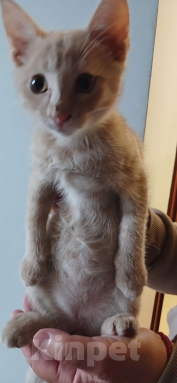 Кошки в Нижнем Новгороде: Рыжий котик 2,5 мес Мальчик, Бесплатно - фото 2