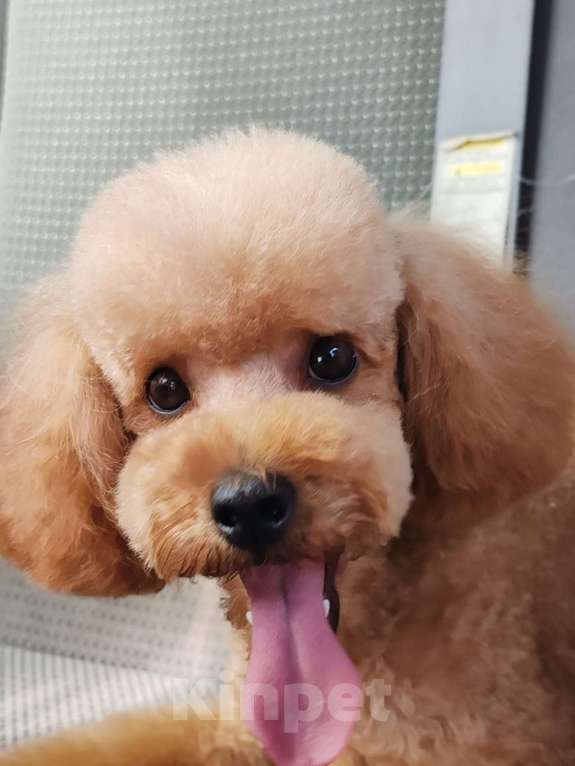 Собаки в Ельце: Щенки той-пуделя Девочка, 60 000 руб. - фото 7