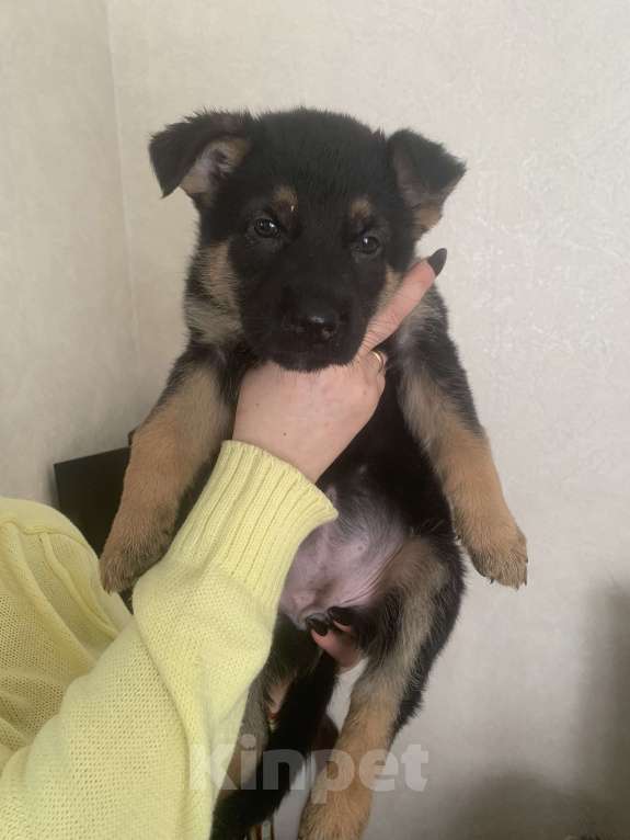 Собаки в Дмитрове: Продаются щенки восточноевропейская овчарки Девочка, Бесплатно - фото 6