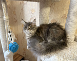 Кошки в Челябинске: Кошечка мейн-кун Девочка, 6 000 руб. - фото 2