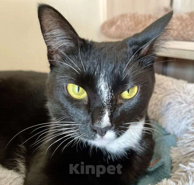 Кошки в Москве: Шарошка, зеленоглазая красавица Девочка, Бесплатно - фото 3