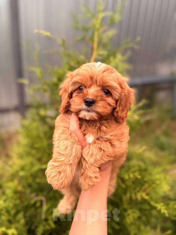 Собаки в Москве: Кавапу щенок девочка Девочка, Бесплатно - фото 6