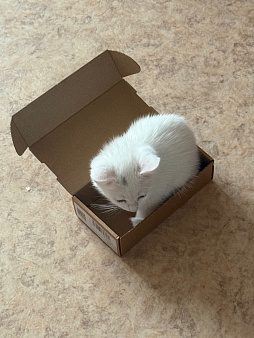 отдам котёнка в добрые руки