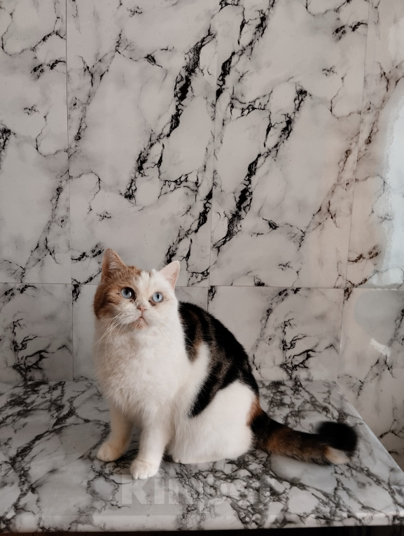 Кошки в Москве: Британская ДГГ кошка Девочка, 100 000 руб. - фото 2