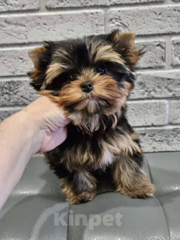 Собаки в Москве: Мини девочка йорка  Девочка, 130 000 руб. - фото 1
