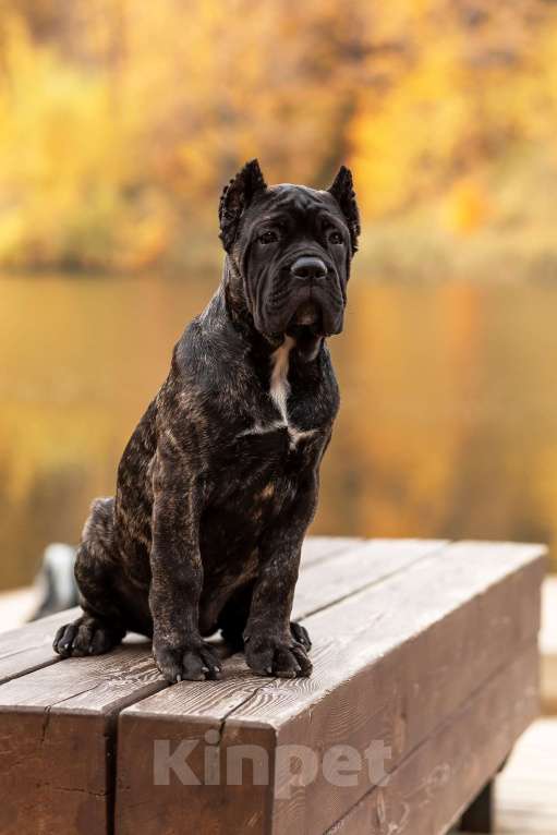 Собаки в Нижнем Новгороде: щенок кане корсо КАНЕ МЕЛОДИ Девочка, 90 000 руб. - фото 5