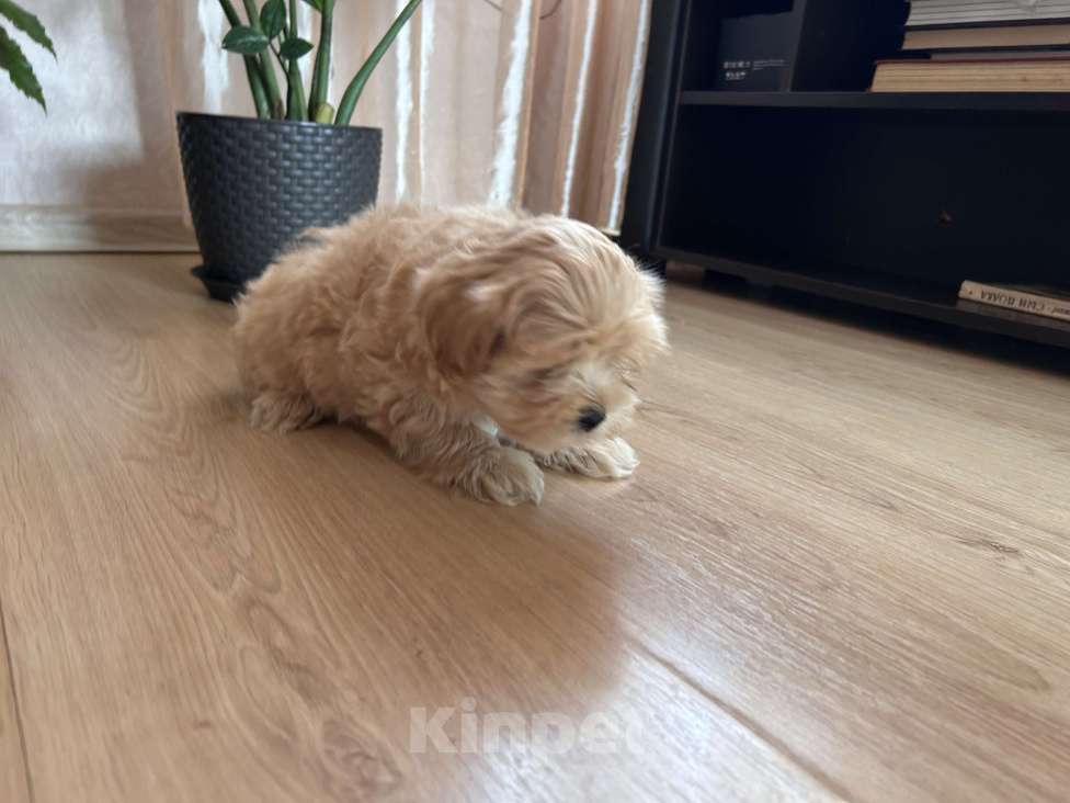 Собаки в Ростове-на-Дону: Мальтипу f1 Мальчик, 60 000 руб. - фото 3