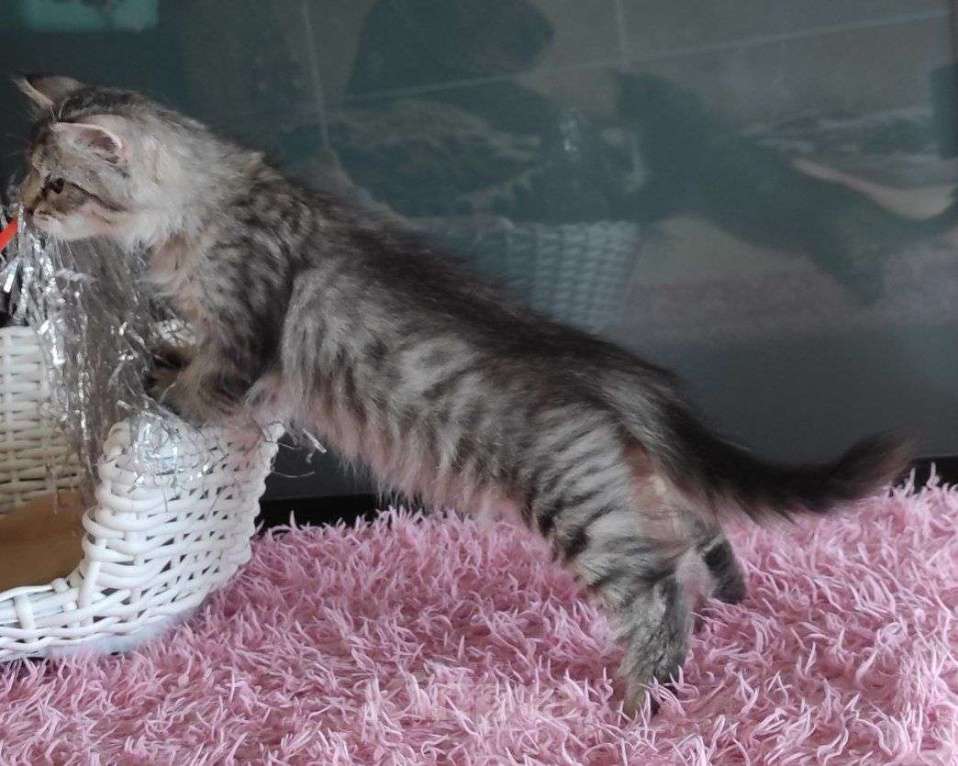 Кошки в Новосибирске: Jemka Девочка, 50 000 руб. - фото 6