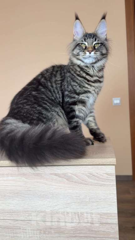 Кошки в Москве: Кот мейн кун n23 Мальчик, 160 000 руб. - фото 2