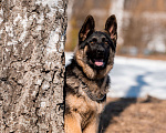 Собаки в других городах Московской области: Собаки щенки немецкой овчарки рабочего разведения Девочка, 80 000 руб. - фото 6