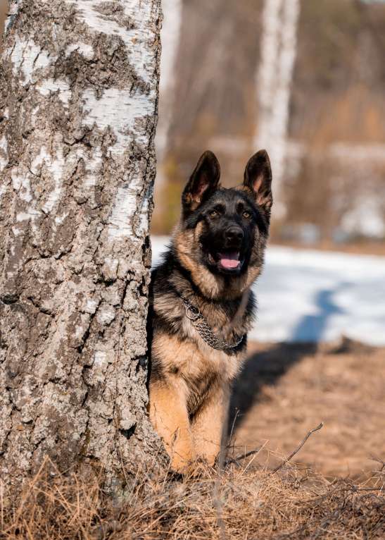 Собаки в других городах Московской области: Собаки щенки немецкой овчарки рабочего разведения Девочка, 80 000 руб. - фото 6