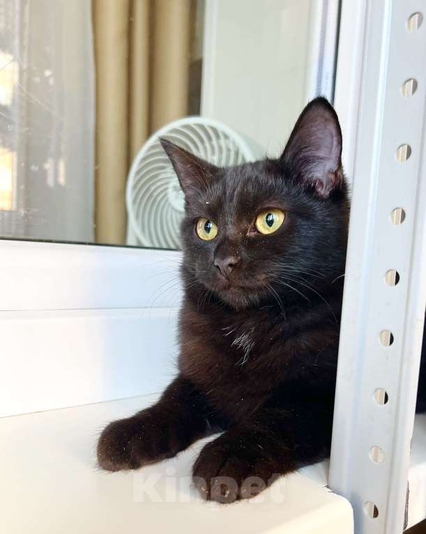 Кошки в Москве: Котёнок Шанель в добрые руки Девочка, Бесплатно - фото 4