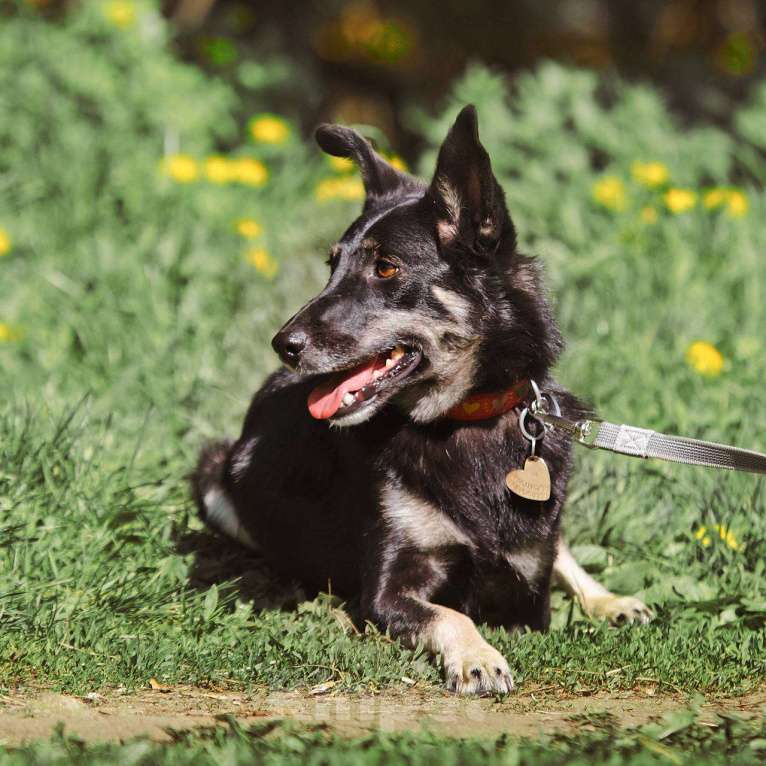 Собаки в других городах Московской области: Стеша ищет семью Девочка, Бесплатно - фото 6