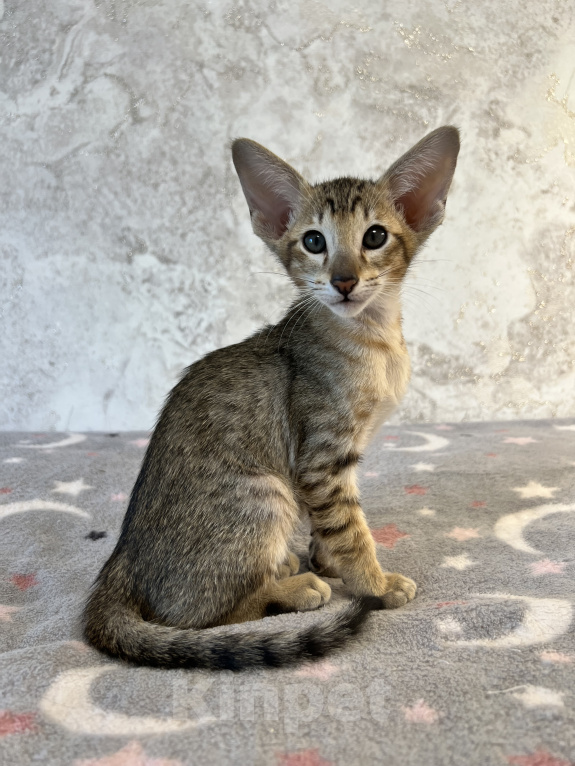 Кошки в Ярославле: Бронирование  Мальчик, 1 руб. - фото 4