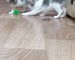 Кошки в Ульяновске: Котята в добрые руки. Девочка, Бесплатно - фото 6
