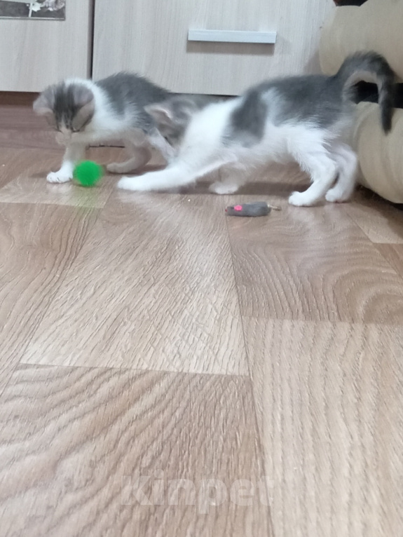 Кошки в Ульяновске: Котята в добрые руки. Девочка, Бесплатно - фото 6