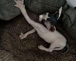 Кошки в Новосибирске: Продам канадского сфинкса мальчик Мальчик, 11 000 руб. - фото 7