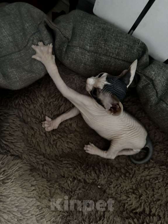 Кошки в Новосибирске: Продам канадского сфинкса мальчик Мальчик, 11 000 руб. - фото 7
