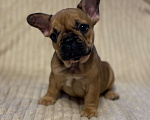 Собаки в Санкт-Петербурге: Супер девочка французского бульдога  Девочка, 40 000 руб. - фото 7