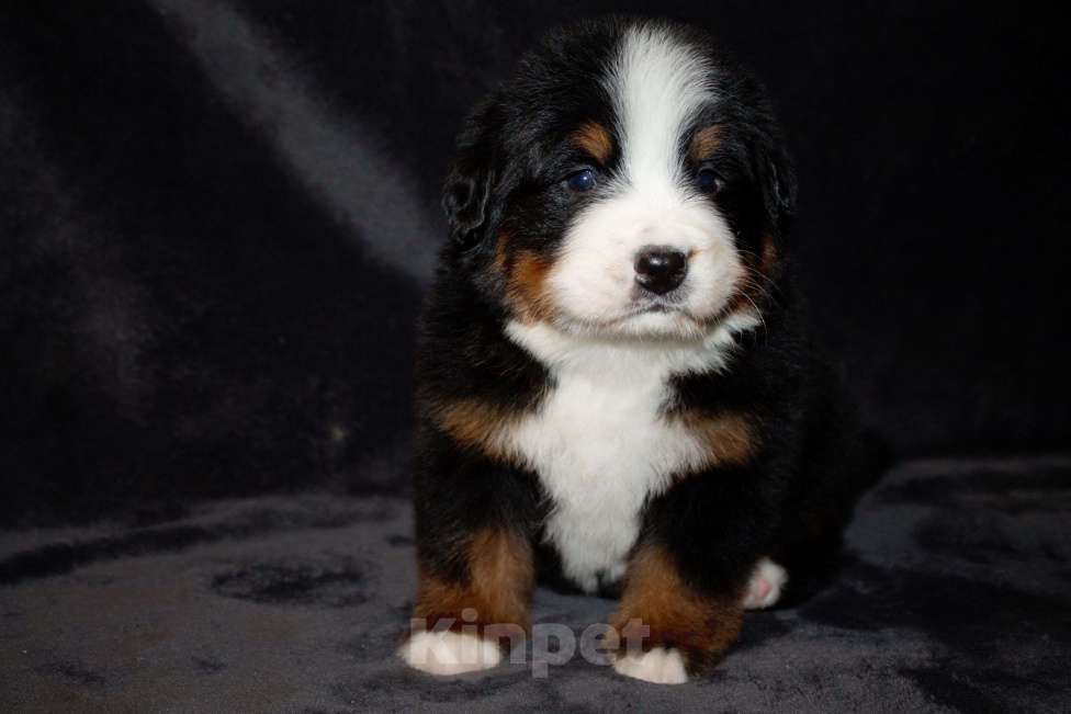Собаки в других городах Московской области: Бернский зенненхунд Девочка, 120 000 руб. - фото 2