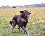 Собаки в Москве: Тигровый пес Дружок ищет своего хозяина Мальчик, Бесплатно - фото 5