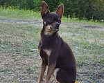 Собаки в Вологде: Вязка, 3 000 руб. - фото 2