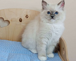 Кошки в Москве: Котëнок Рэгдолл Marusya Девочка, 100 000 руб. - фото 1