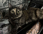 Кошки в Красноярске: Потерялась кошка 😢 Девочка, Бесплатно - фото 1